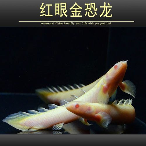 虎斑恐龍魚兇猛嗎圖片欣賞一下