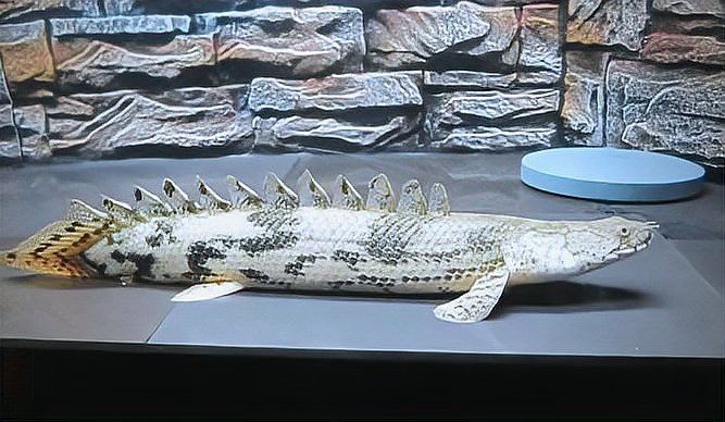 虎斑恐龍魚兇猛嗎圖片欣賞一下