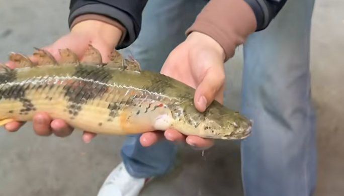 虎斑恐龍魚兇猛嗎圖片欣賞一下