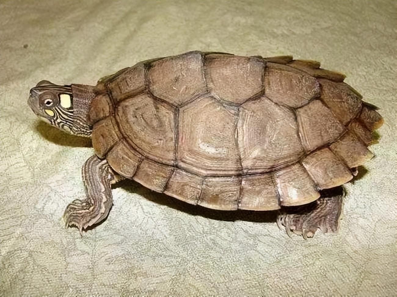 龍魚配什么龜（想將龍魚與龜類混養，需要注意以下幾個因素）