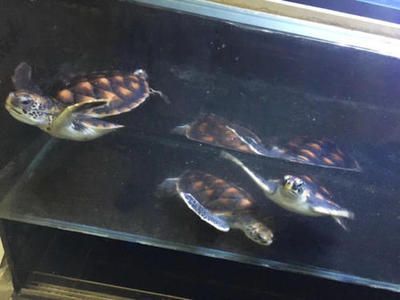 龍魚配什么龜（想將龍魚與龜類混養(yǎng)，需要注意以下幾個因素）