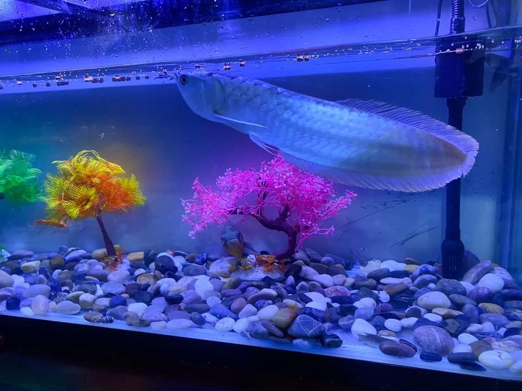 銀龍魚缸底用什么顏色好看