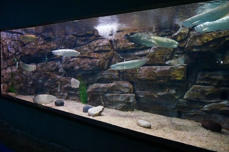 銀龍魚缸底用什么顏色好看