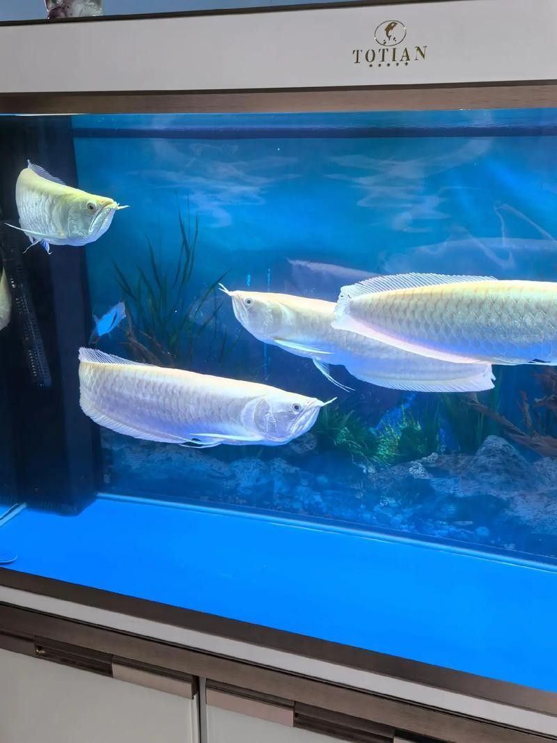 銀龍魚缸底用什么顏色好看