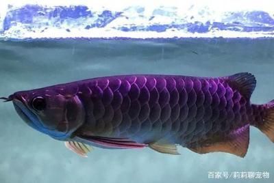 金龍魚怎么增色（金龍魚的增色方法）