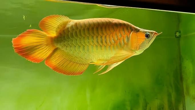 哪里可以購買到純種的短身福龍魚？