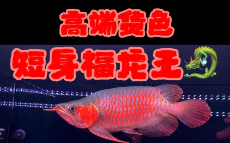 哪里可以購買到純種的短身福龍魚？