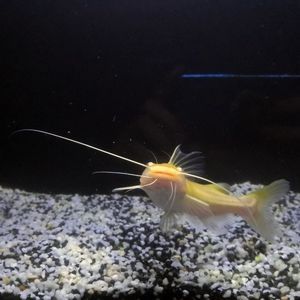 龍魚混養品牌推薦：龍魚混養品牌有哪些