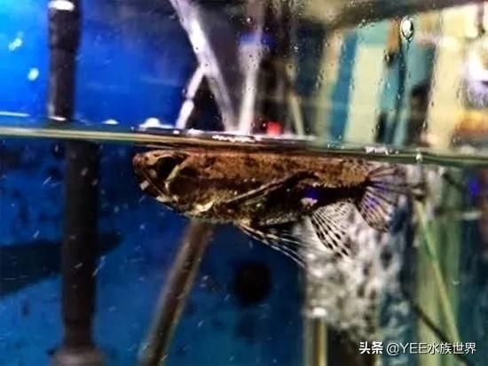 龍魚最便宜的：金龍魚和紅龍魚的價格是最好、最好、最貴的品種是什么