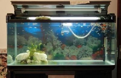 魚缸養魚壽命幾年（如何提高魚缸水質）