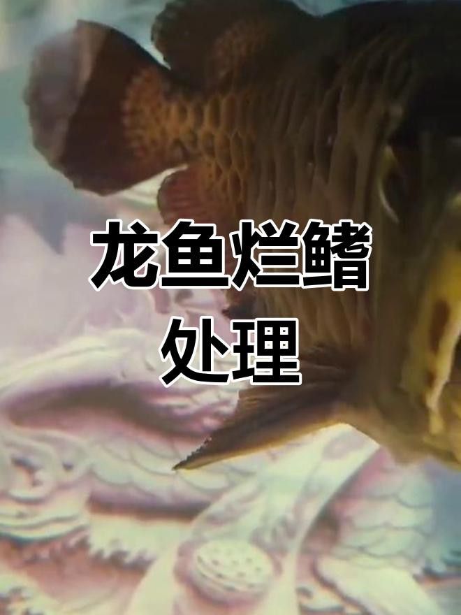 如何判斷龍魚是否感染爛鰭?。?></span>01:01龍魚爛鰭治療全過程全民小視頻<br><span id=