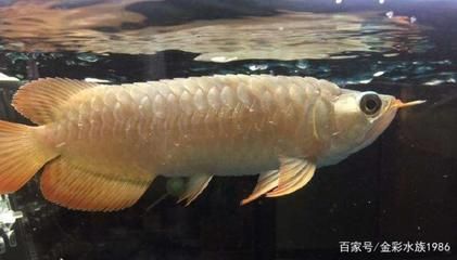 龍魚出現松鱗怎么辦？：龍魚出現松鱗、炸鱗、炸鱗或豎鱗，是一種常見疾病的疾病