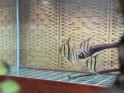 雷斯塔瑞龍魚屬于什么檔次（雷斯塔瑞龍魚屬于什么檔次雷斯塔瑞龍魚市場流行趨勢）
