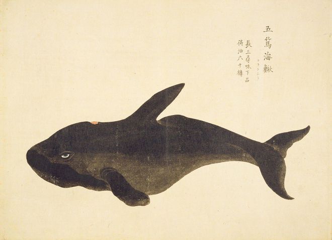 雷斯塔瑞龍魚屬于什么檔次（雷斯塔瑞龍魚屬于什么檔次雷斯塔瑞龍魚市場流行趨勢）