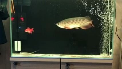 金龍魚咬死小魚不吃，可能需要進(jìn)一步觀察和分析其行為因素：金龍魚咬死小魚不吃怎么辦