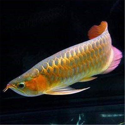 金龍銀龍魚怎么養（銀龍魚與銀龍魚的飼養方法是什么銀龍魚怎么養及喂養技巧）