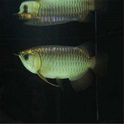 金龍銀龍魚怎么養（銀龍魚與銀龍魚的飼養方法是什么銀龍魚怎么養及喂養技巧）