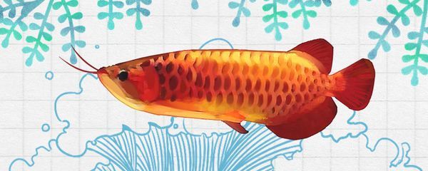 紅龍魚喂小魚好不好（紅龍魚喂小魚好還是飼料好紅龍魚的正確飼養(yǎng)方法）