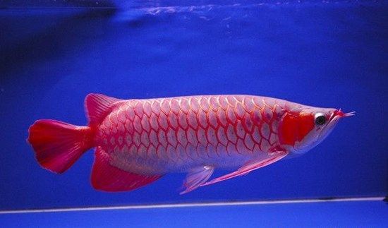 白色的觀賞魚叫什么龍：白色觀賞魚的養(yǎng)殖注意事項(xiàng)白色觀賞魚的種類有哪些