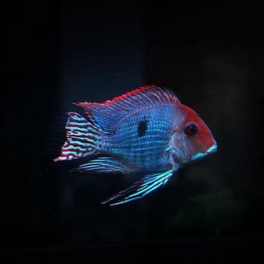 金龍魚可以和什么魚混養嗎圖片