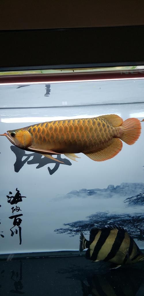 金龍魚可以和什么魚混養嗎圖片