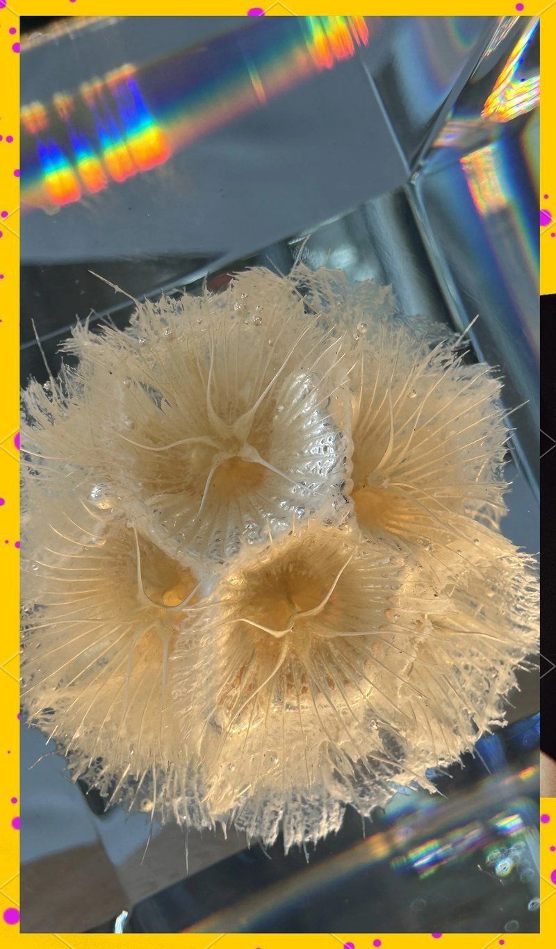 馬來西亞風車果是什么植物 馬來西亞風車果是什么植物 龍魚百科 第6張