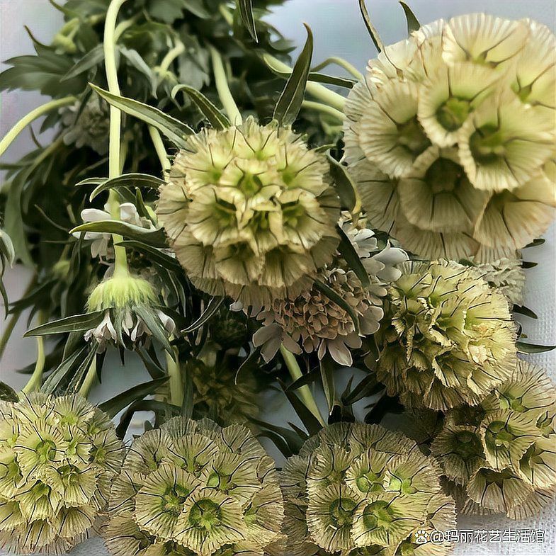 馬來西亞風車果是什么植物 馬來西亞風車果是什么植物 龍魚百科 第7張