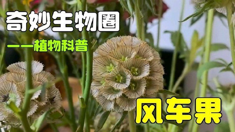 馬來西亞風車果是什么植物 馬來西亞風車果是什么植物 龍魚百科 第9張