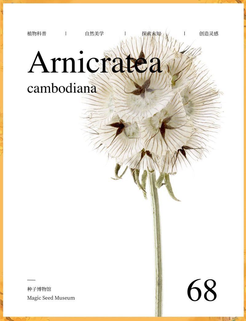 馬來西亞風車果是什么植物 馬來西亞風車果是什么植物 龍魚百科 第11張