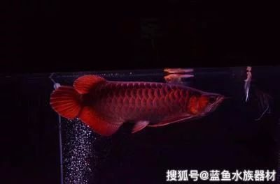 龍魚飼養和擺放時需要注意的禁忌：龍魚的作用和功效 龍魚飼養和擺放時需要注意的禁忌：龍魚的作用和功效 龍魚百科 第3張