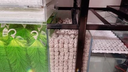 養龍魚過濾棉多長時間洗一回啊：養龍魚時過濾棉的清洗頻率