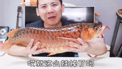 紅龍魚掉了一片鱗：紅龍魚掉鱗怎么辦