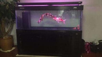 彩蝶魚缸各款區別在哪里（彩蝶魚缸材質對比）