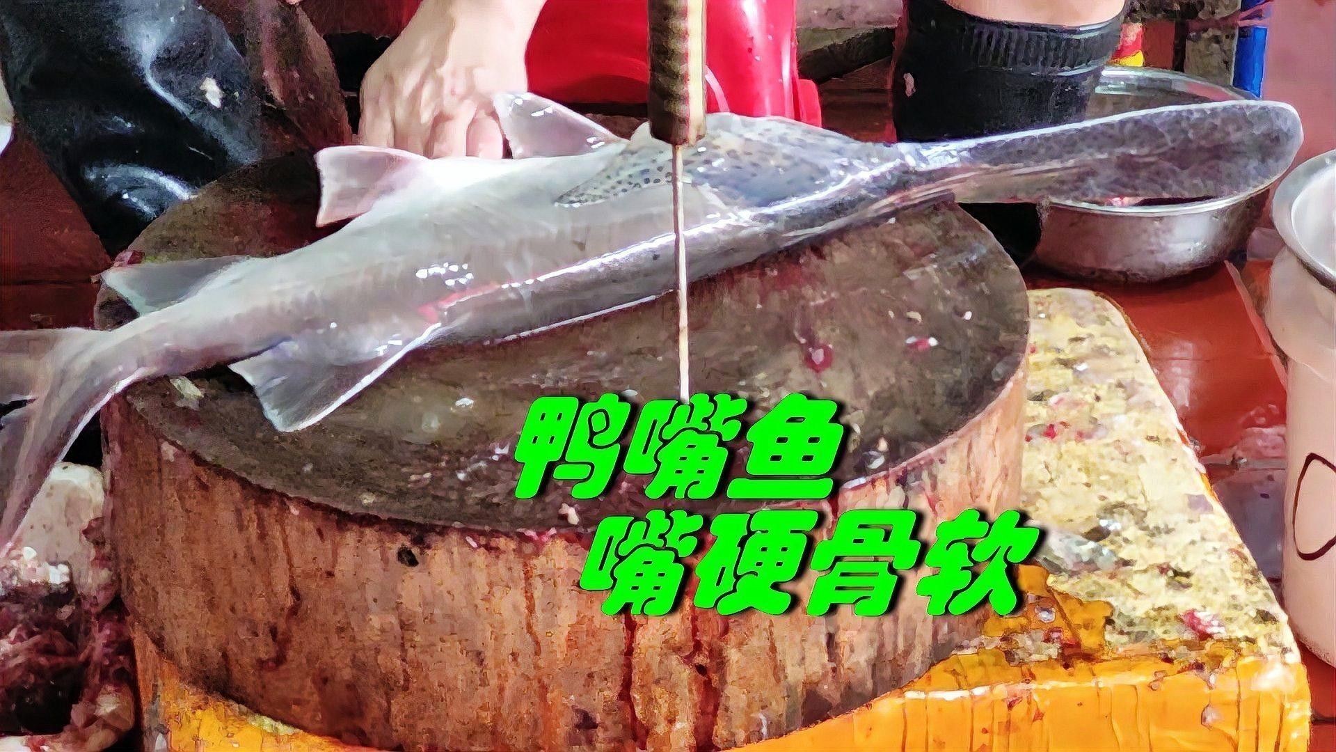 海水觀賞魚鴨嘴龍魚怎么養
