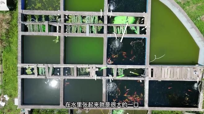 海水觀賞魚鴨嘴龍魚怎么養