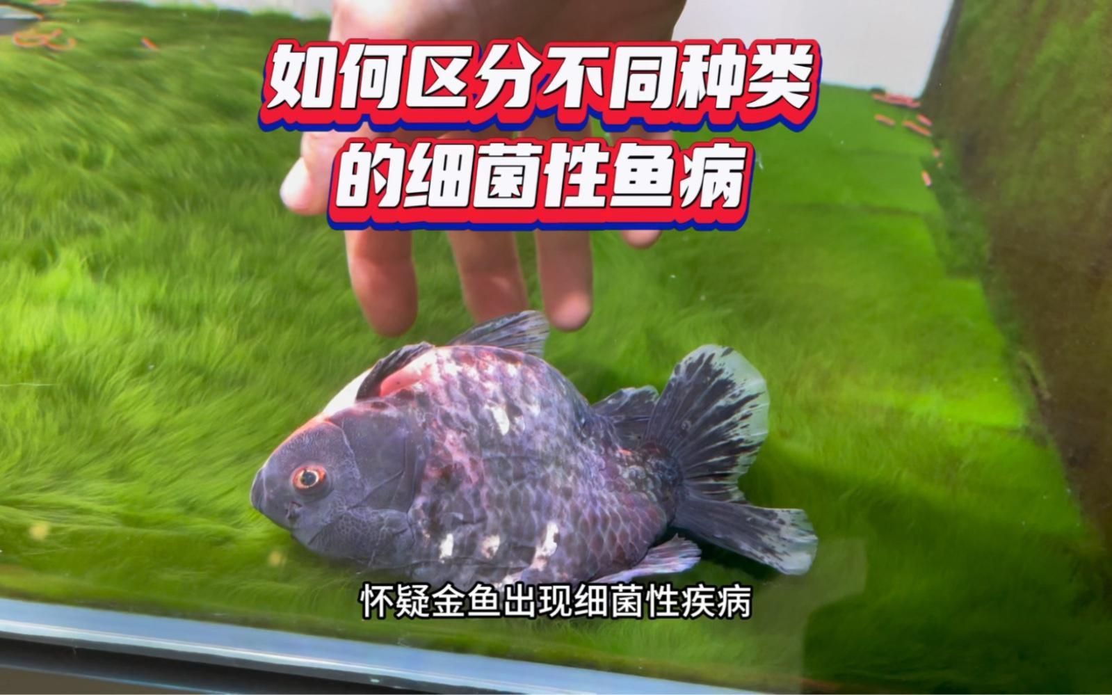 如何判斷金魚是否感染細菌？