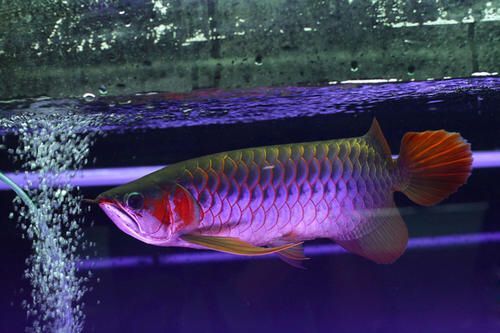 龍魚缸用燈架好不好：龍魚缸燈架安裝注意事項如何調節龍魚缸燈光色溫