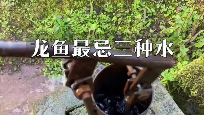 金龍魚可以用自來水養嗎