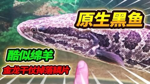 金龍魚受傷怎么治療：金龍魚受傷怎么辦