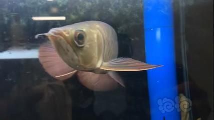 藍底過背金龍魚什么時候變藍（藍底過背金龍魚何時變藍）