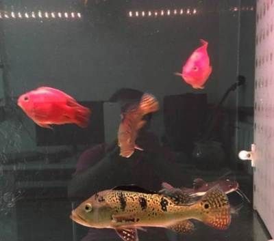 北京買龍魚的地方：北京觀賞魚批發市場評價：龍魚飼養技巧和注意事項