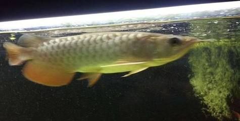 金龍魚打包放氧氣能維持多久：金龍魚打包放氧氣能維持多久取決于魚的密度和種類