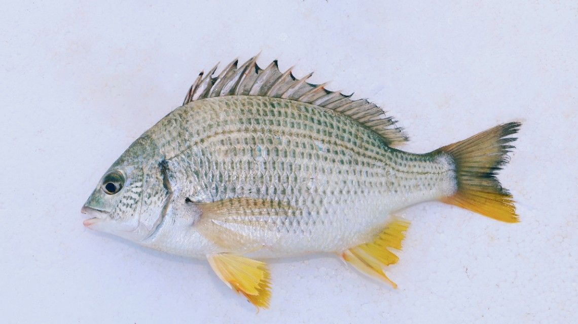 黃鰭鯧魚混養食物選擇策略：如何避免黃鰭鯧魚混養中的食物競爭，黃鰭鯧魚飼料管理的注意事項