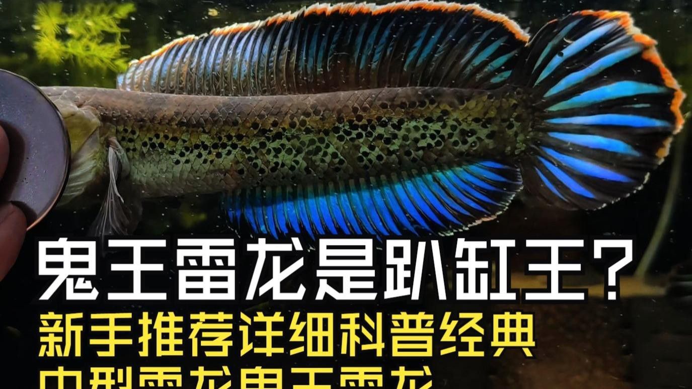 新手適合養哪種中型雷龍魚？ 新手適合養哪種中型雷龍魚？ 龍魚百科 第1張