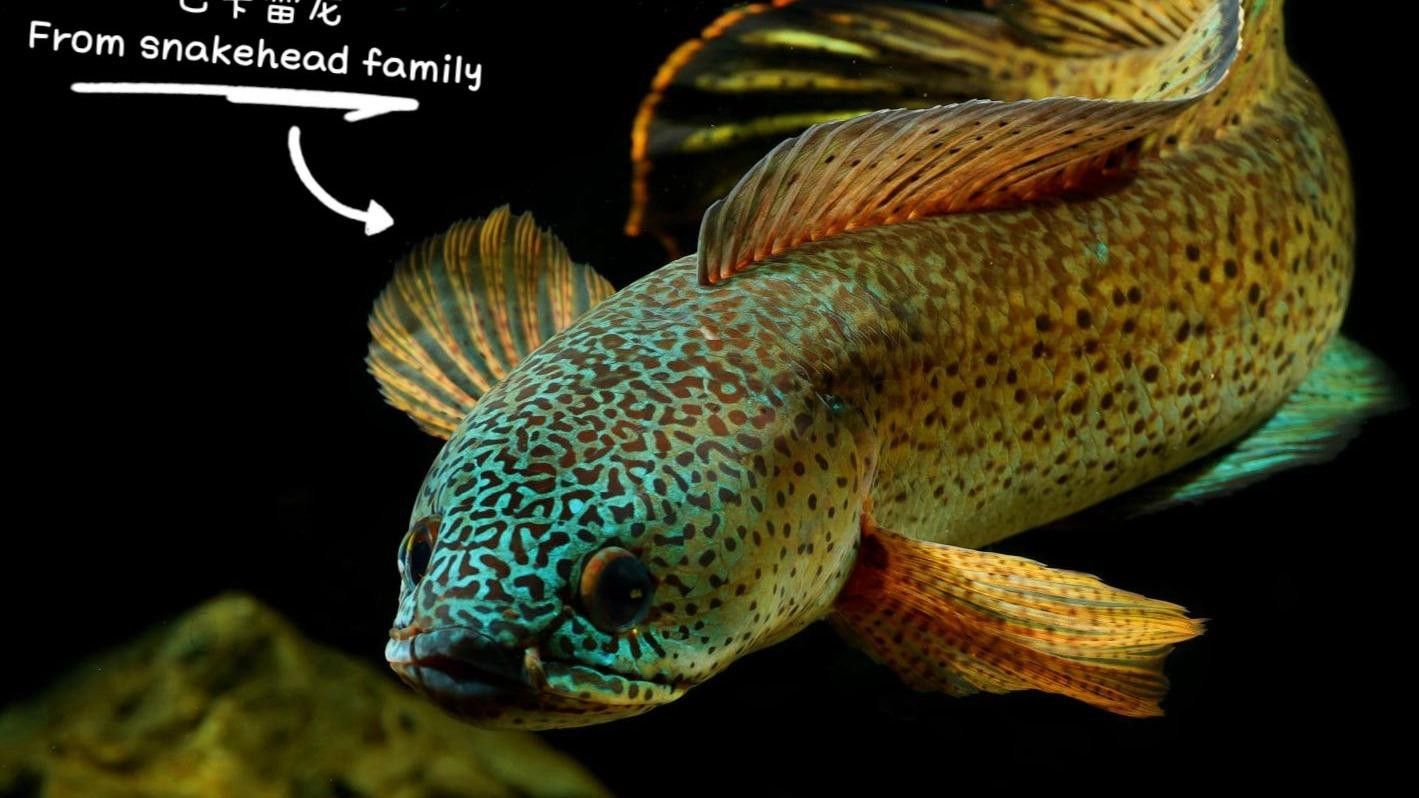 新手適合養哪種中型雷龍魚？ 新手適合養哪種中型雷龍魚？ 龍魚百科 第7張