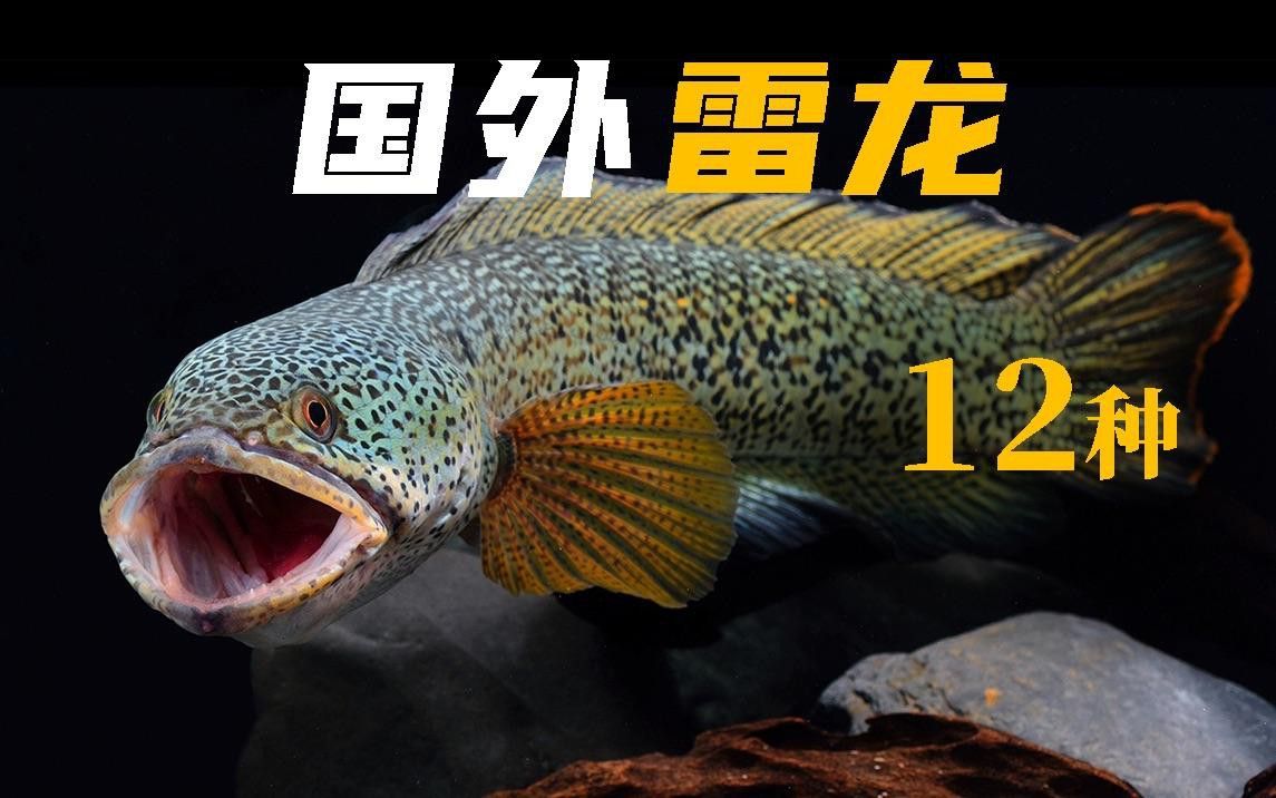 新手適合養哪種中型雷龍魚？ 新手適合養哪種中型雷龍魚？ 龍魚百科 第12張