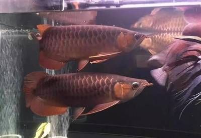 龍魚互相打架怎么處理（如何判斷龍魚是否適合混養(yǎng)）