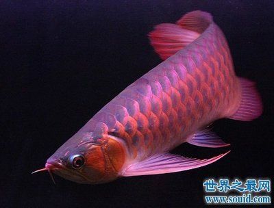 紫羅蘭金龍魚貴不：為什么紫羅蘭金龍魚的價格相對較高？
