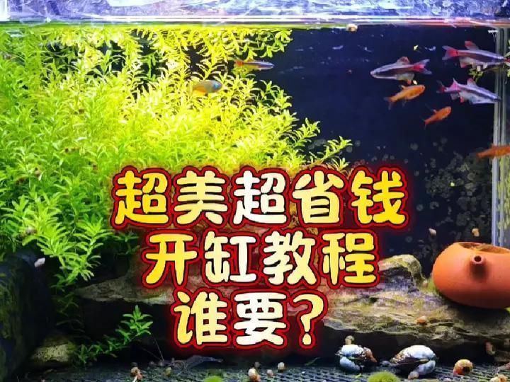 免底砂泥亞馬遜魚缸