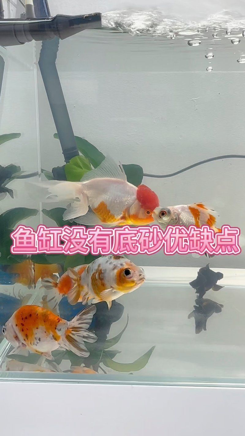 免底砂泥亞馬遜魚缸